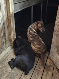 Stanley - Photo 8