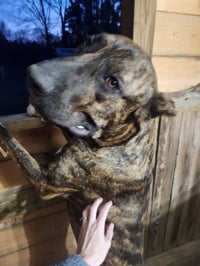Stanley - Photo 9