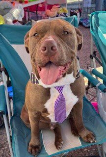 HUGO - Pit Bull Terrier for adoption in Shreveport