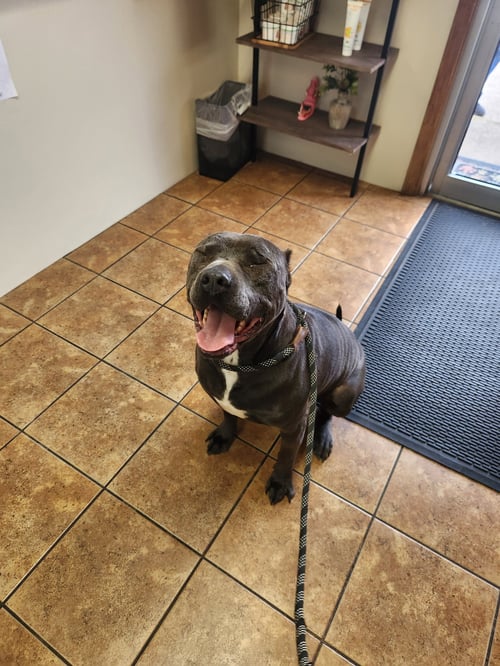PARI - American Staffordshire Terrier available for adoption