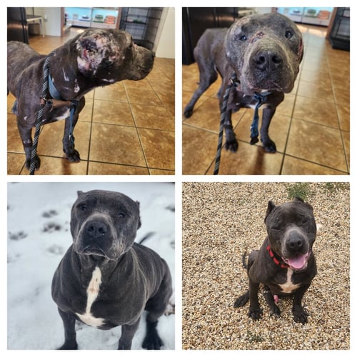 PARI - American Staffordshire Terrier for adoption in Shreveport