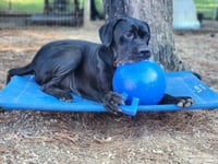 clifford - Photo 10