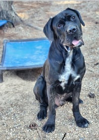 clifford - Photo 4