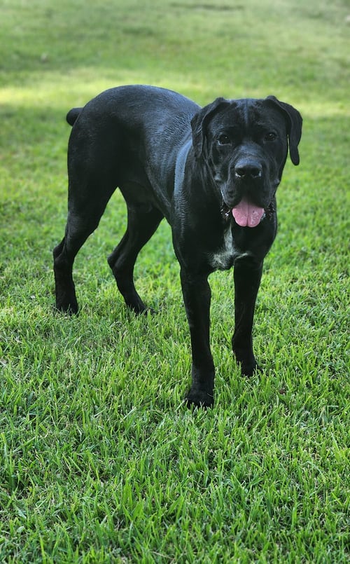CLIFFORD - Mastiff / Boerboel Mastiff available for adoption