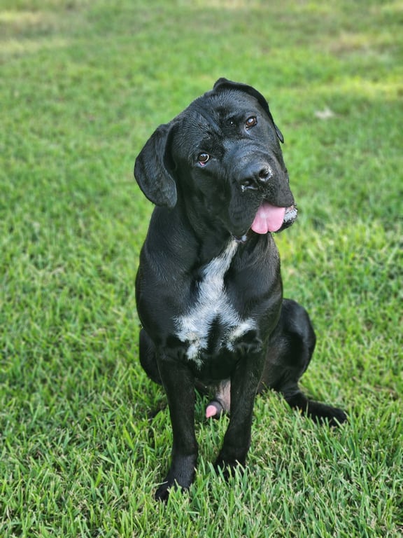 clifford Image