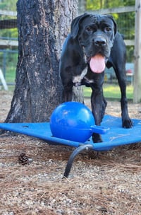 clifford - Photo 9