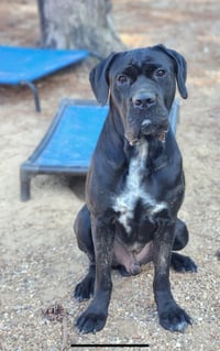clifford - Photo 5