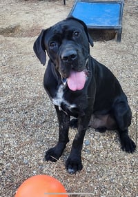 clifford - Photo 8