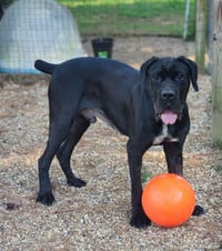 clifford - Photo 6