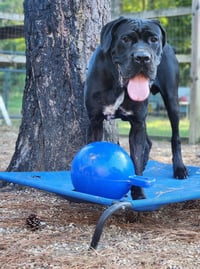 clifford - Photo 7