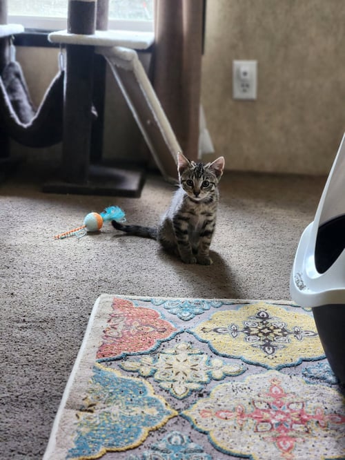 SWEET KITTY