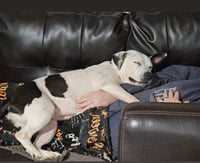 Oreo - Photo 4