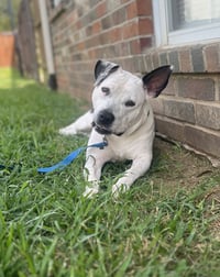 Oreo - Photo 6