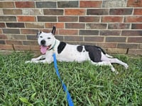 Oreo - Photo 7