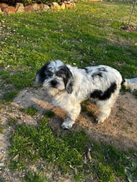 Cookie - Photo 1
