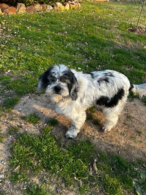COOKIE - Cocker Spaniel for adoption in Shreveport