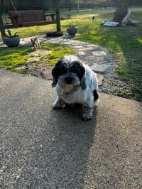 Cookie - Photo 5