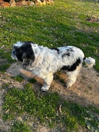Cookie - Photo 3