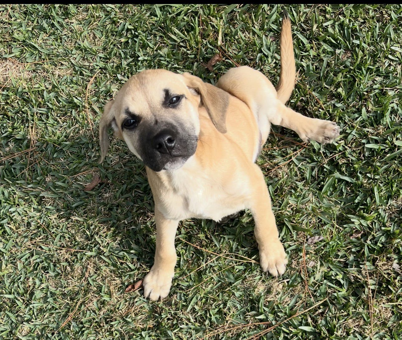 CHRISTIE - Black Mouth Cur for adoption in Shreveport