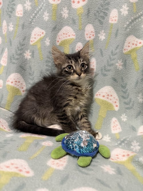 TULIP - Domestic Medium Hair for adoption in Shreveport