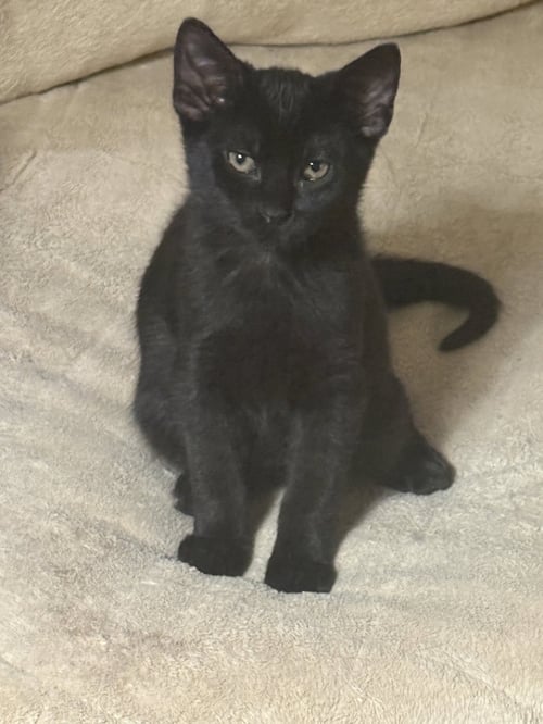 JET