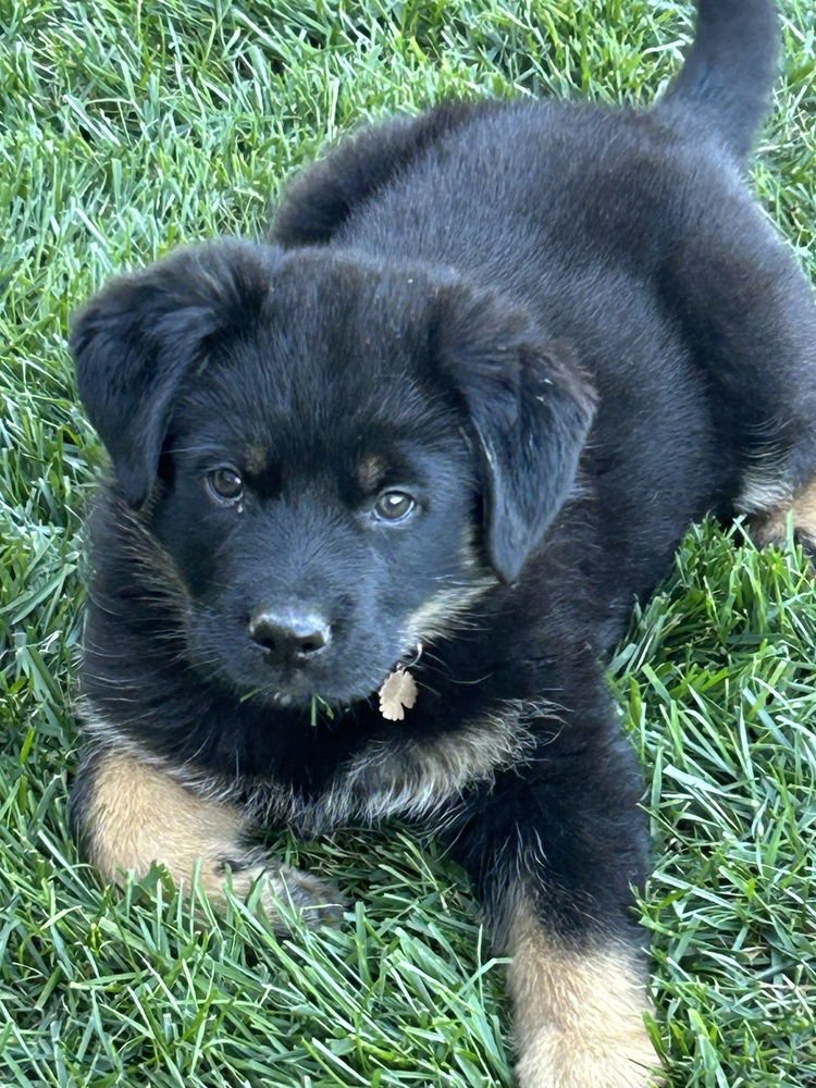 CARLEE AKA PINK FLOWER COLLAR - German Shepherd Dog available for adoption