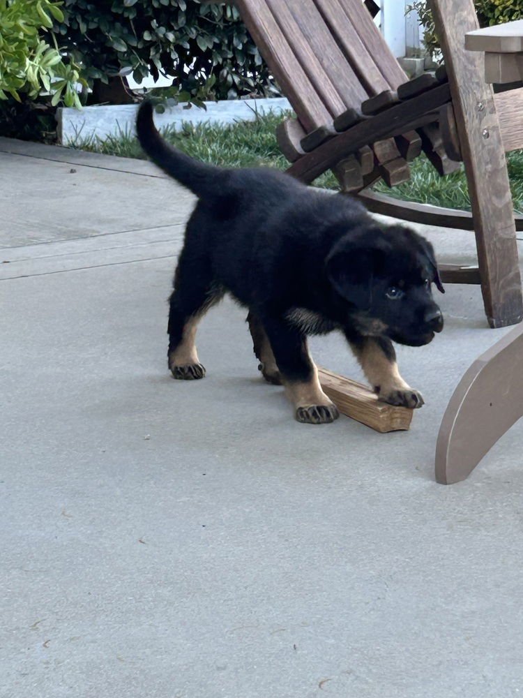CARLEE AKA PINK FLOWER COLLAR - German Shepherd Dog available for adoption