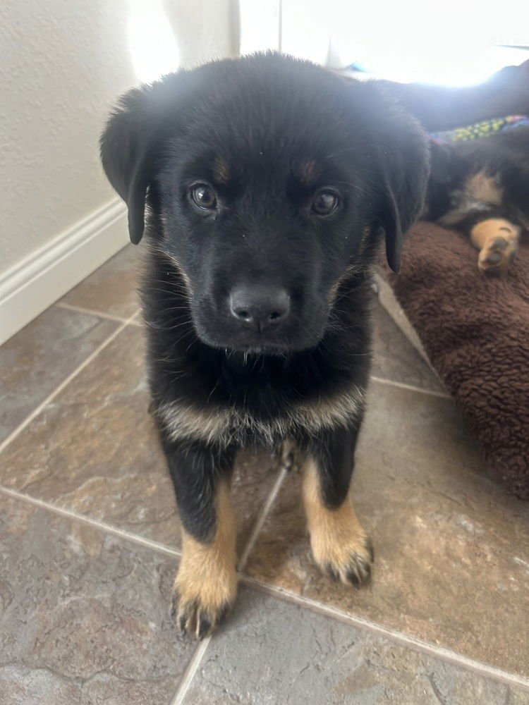 Carlee aka Pink Flower Collar - Photo 3