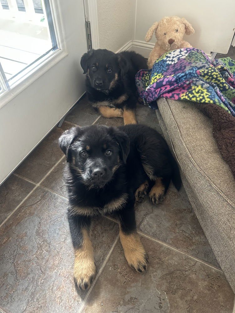 Carlee aka Pink Flower Collar - Photo 4