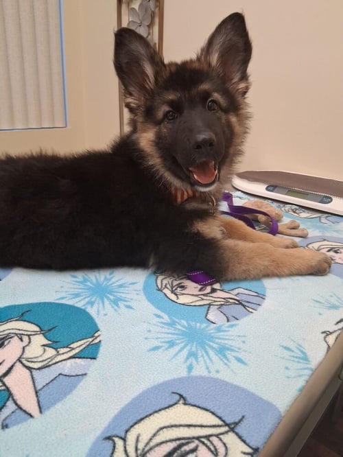 ANNIKA - German Shepherd Dog for adoption in Roseville