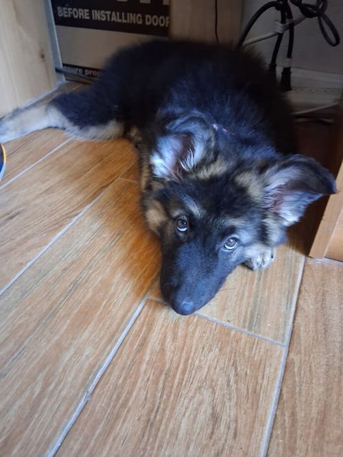 ANNIKA - German Shepherd Dog available for adoption