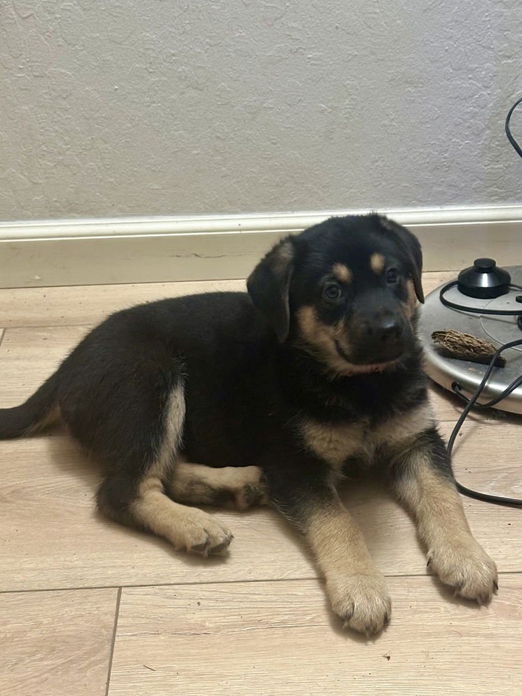 SIGGY AKA RED COLLAR WITH LEAVES - German Shepherd Dog available for adoption