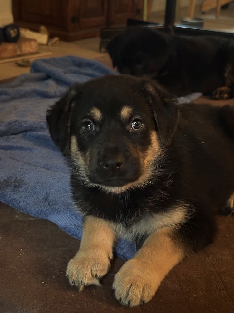 SIGGY AKA RED COLLAR WITH LEAVES - German Shepherd Dog available for adoption