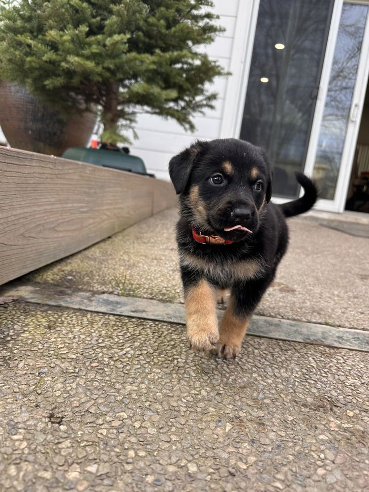 Siggy aka Red Collar with Leaves - Photo 3