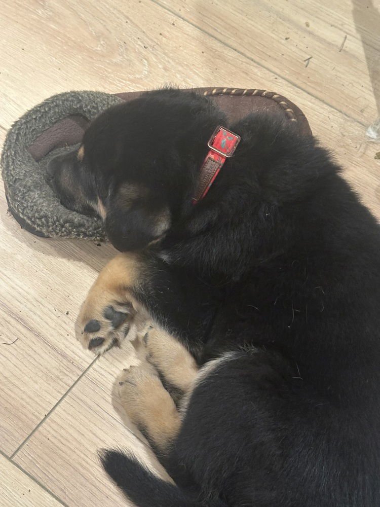 Siggy aka Red Collar with Leaves - Photo 4