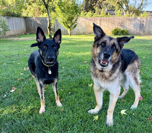 OTTI - German Shepherd Dog available for adoption