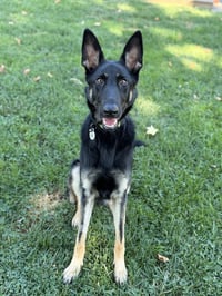 Otti - Photo 1