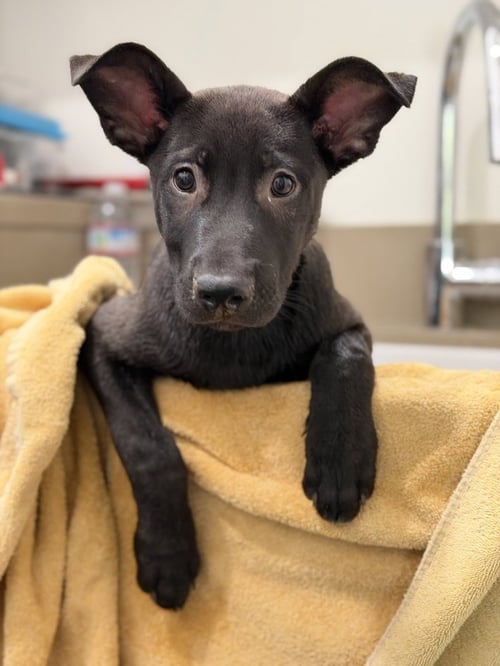 APOLLO - German Shepherd Dog available for adoption
