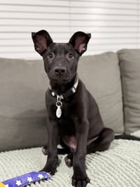 Apollo - Photo 3