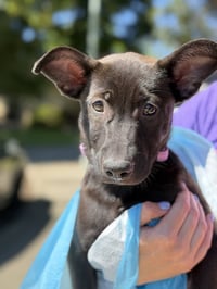 Cleo - Photo 2