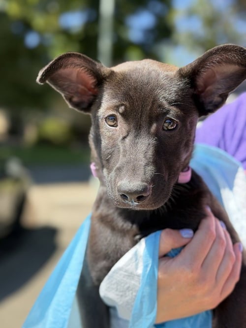 CLEO - German Shepherd Dog available for adoption