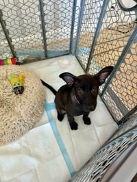 Cleo - Photo 3