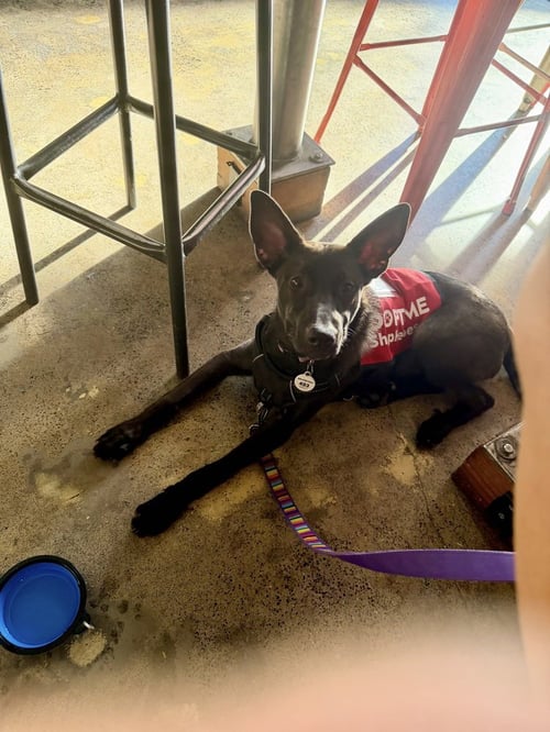 CLEO - German Shepherd Dog available for adoption