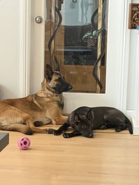 Cleo - Photo 1