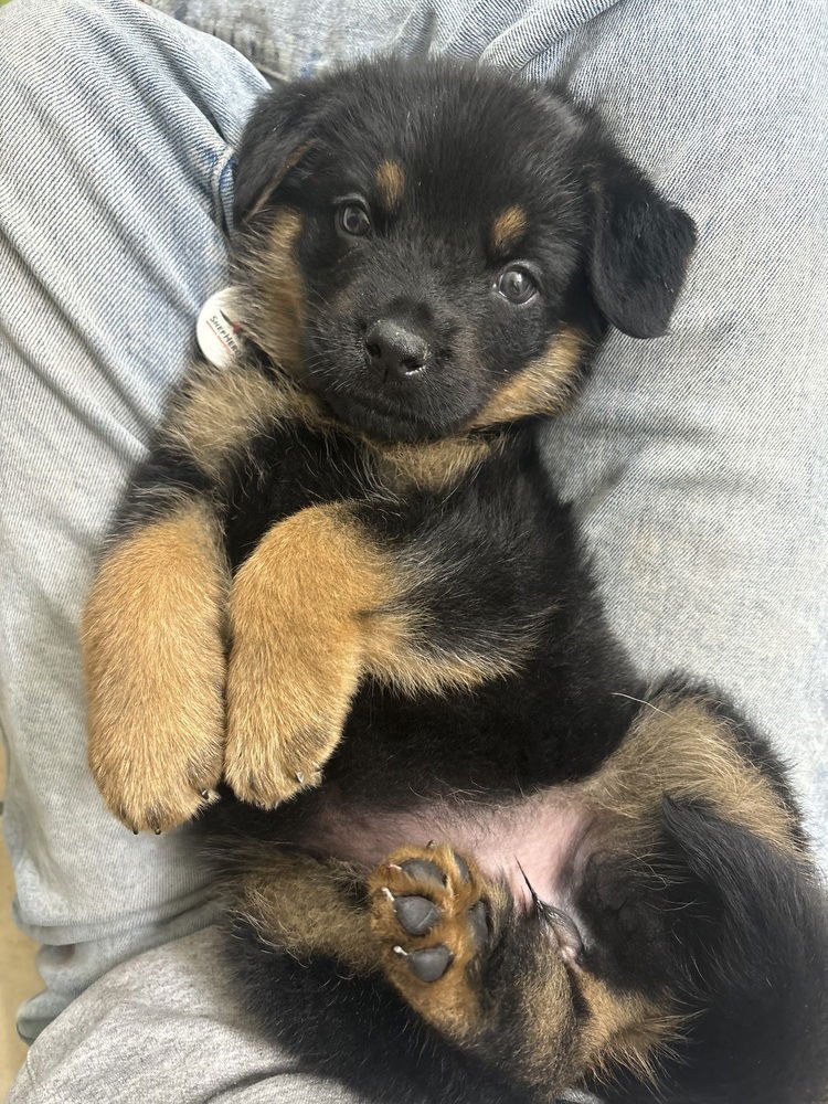 SAIGE AKA WHITE RED SNOWMAN COLLAR - German Shepherd Dog available for adoption