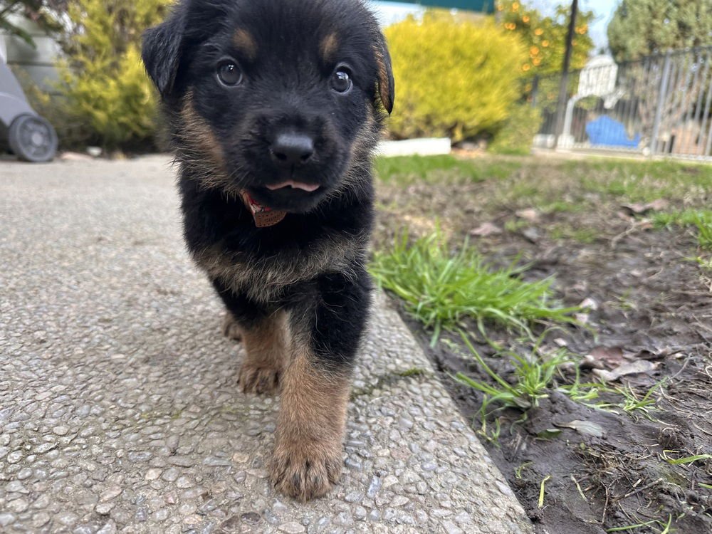 SAIGE AKA WHITE RED SNOWMAN COLLAR - German Shepherd Dog available for adoption
