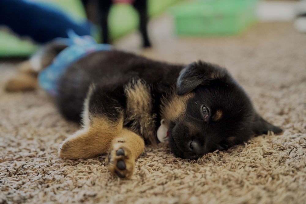 Saige aka White Red Snowman Collar - Photo 3