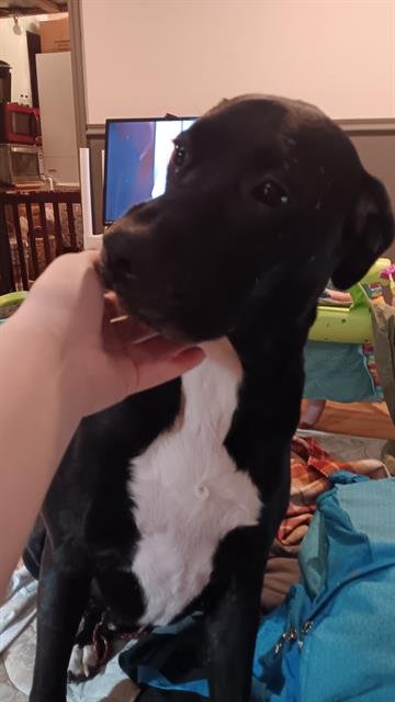 SCOUT - Labrador Retriever available for adoption