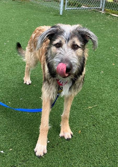 KAZI - Shetland Sheepdog Sheltie available for adoption
