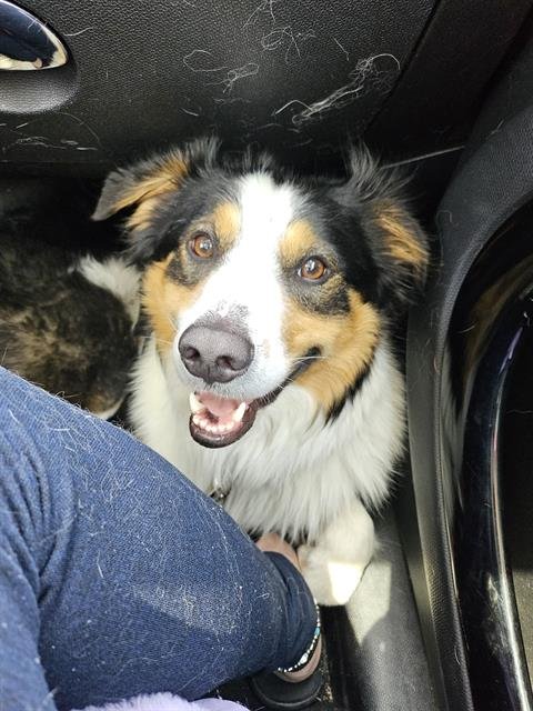 HANK - Australian Shepherd available for adoption